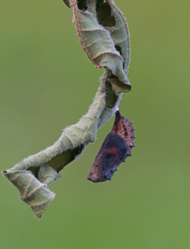 Silvery Checkerspot chrysalis